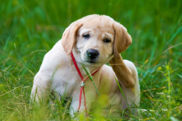 Coceira em cães: seu cão se coça mais do que o normal?