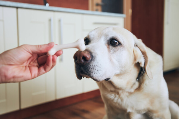 Pode dar osso para o cachorro?